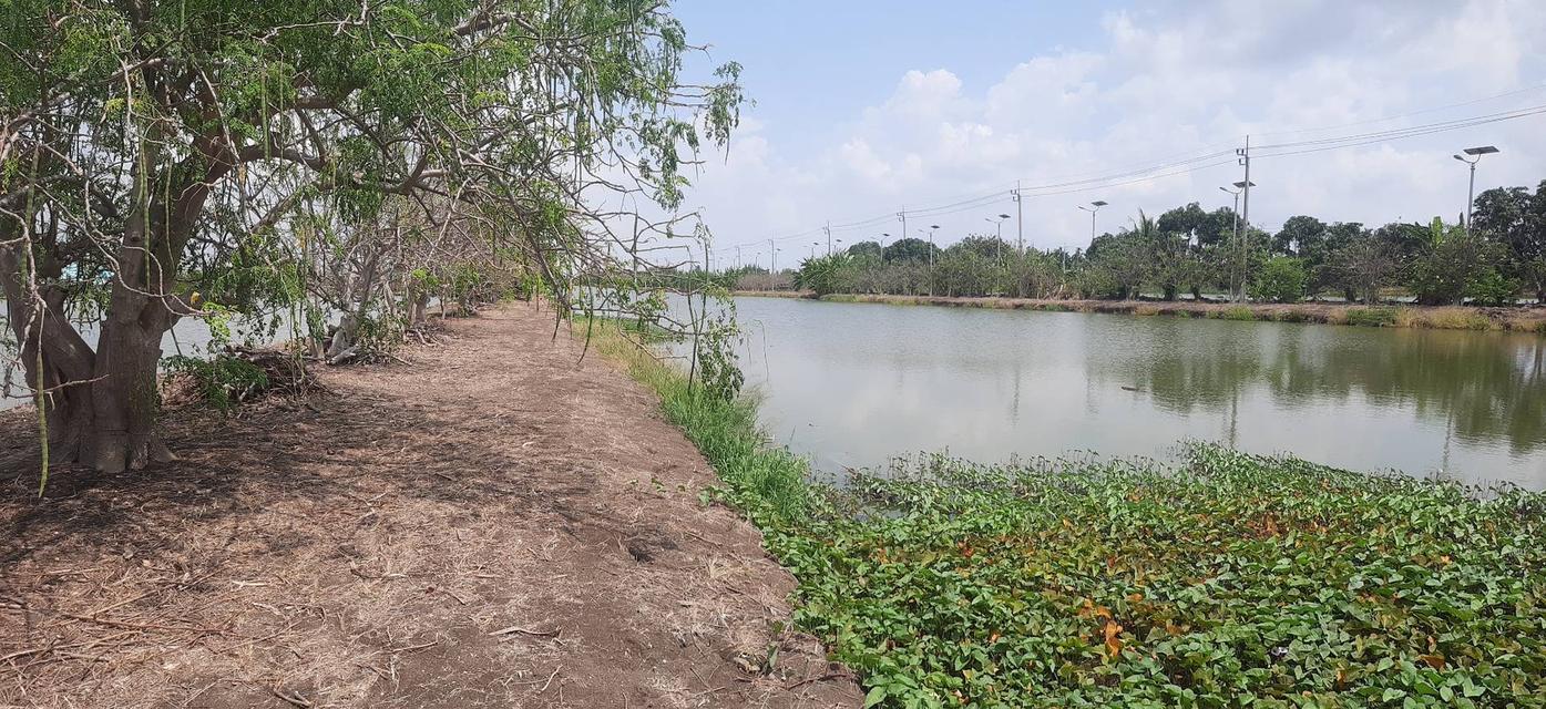 ที่ดิน ทำเลดี หลังสนามบินสุวรรณภูมิ 30 ไร่ 4