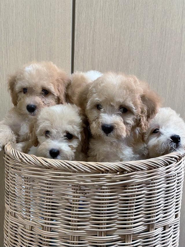 พุดเดิ้ล