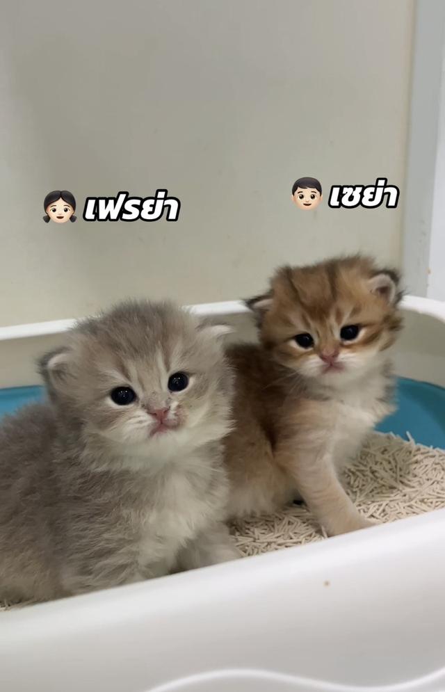 บริติช ช็อตแฮร์ (ช / ญ)