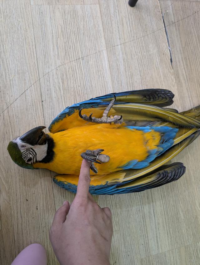 Chirp & Chill Bird Cafe 3