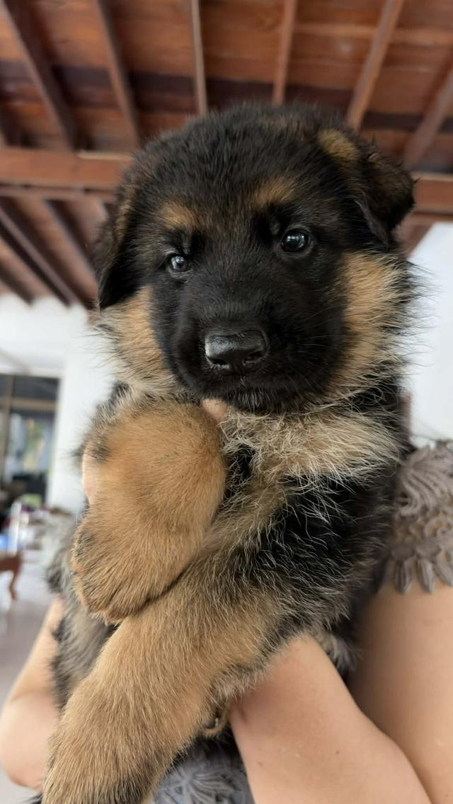 ลูกสุนัขพันธุ์เยอรมันเชพเพิร์ด รูปย่อยที่ 2