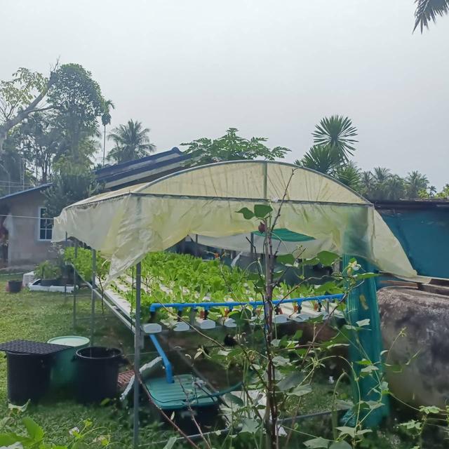 ขายบ้านพร้อมที่ดิน + กิจการผักไฮโดรโปนิกส์ พร้อมรายได้ทันที จ.ชุมพร 3