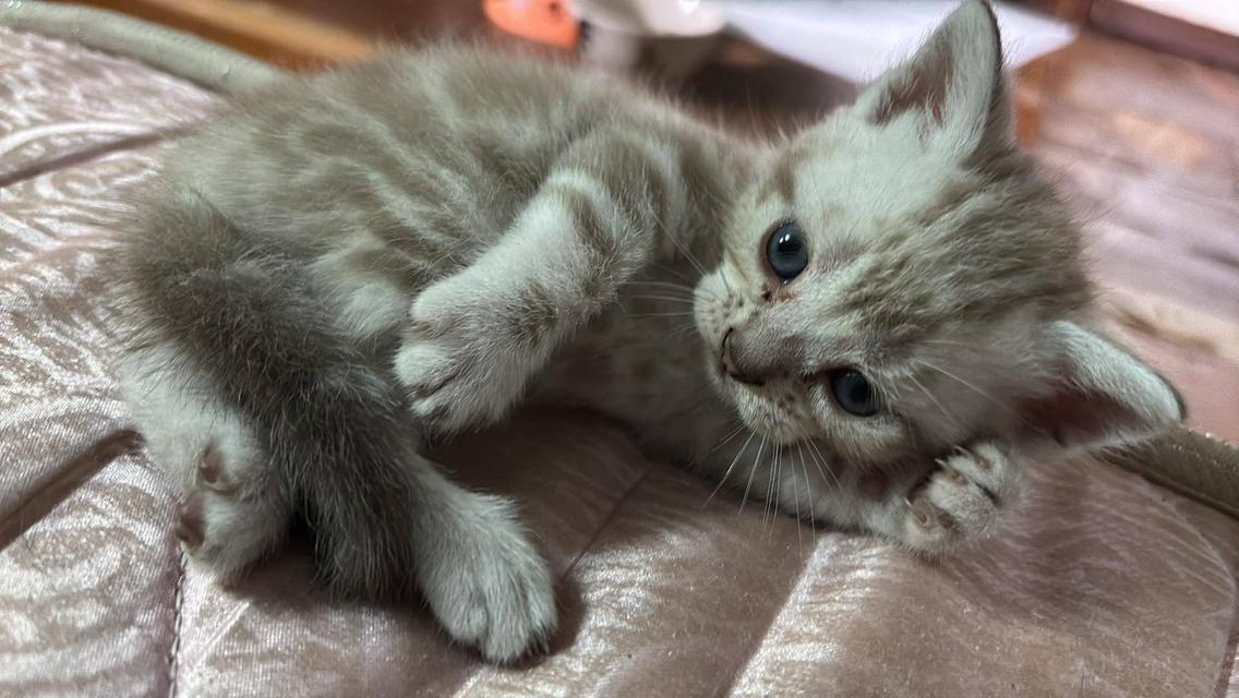ลูกแมว 2
