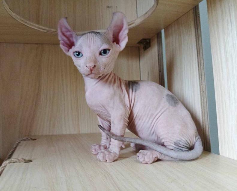 31.แมวดเวล/เพศผู้ หาบ้าน Dwelf Cat/Male looking for a new home