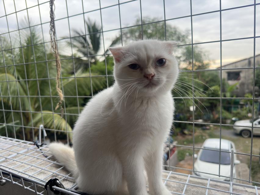 แมวสก็อตติชโฟลด์ เพศเมีย ลูกครึ่งบริติชฯ 6