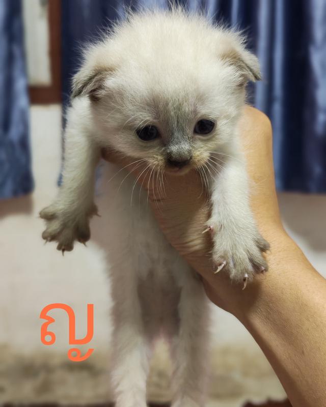 แมว สก็อตติ้สผสมมัทกิ้นขาสั้น รูปที่ 2