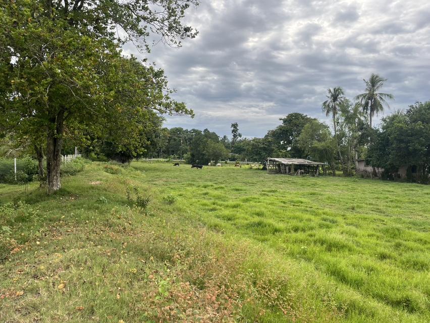 ขายที่ดิน ติดทะเลสาบสงขลา บ้านปากประ ลำปำ พัทลุง