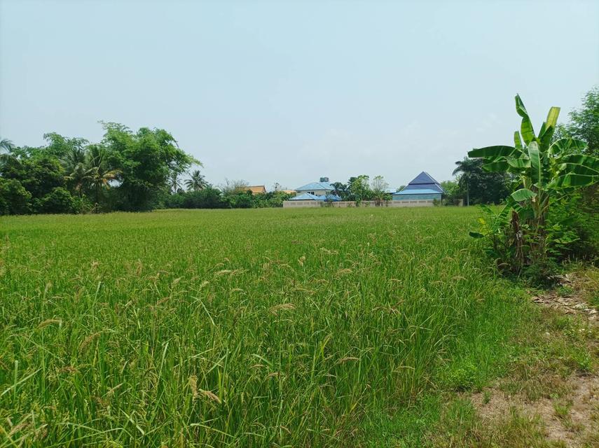 ขายที่ดิน 11ไร่95ตร.ว. ต.ป่าป้อง อ.ดอยสะเก็ด จ.เชียงใหม่ 1