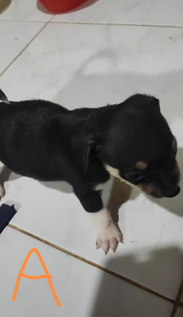 ลูกชิวาวา