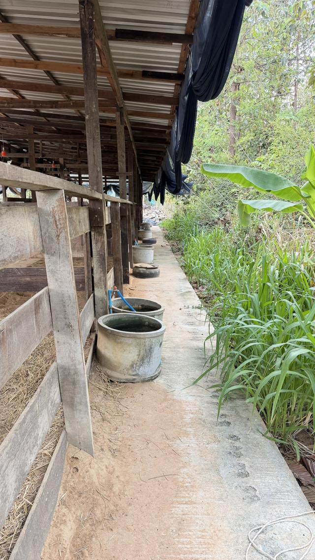 🏡ขายบ้านพร้อมที่ดิน 5 ไร่ — ทำเลทองบ้านสาวะถี จ.ขอนแก่น 6