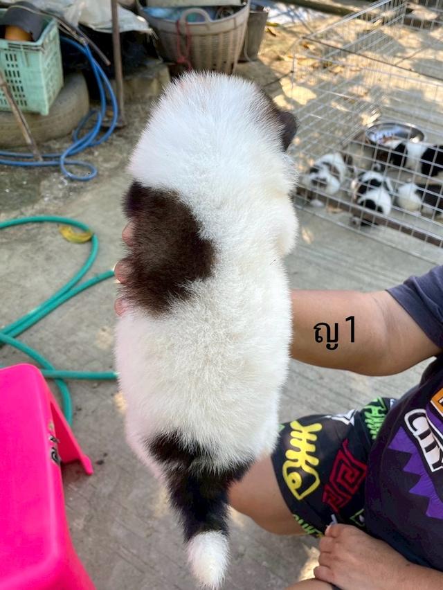 ลูกสนุัข พันธุ์บางแก้ว 16