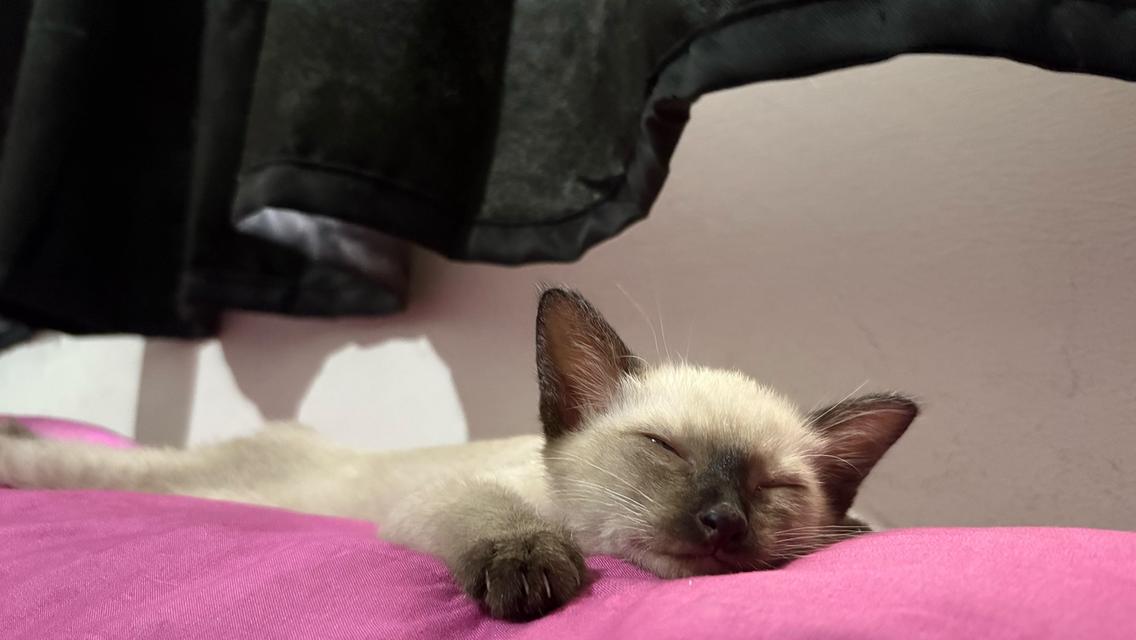 หาบ้านให้ลูกสาววิเชียรมาศ น้องสวย😇มีค่าสินสอดนะคะ รูปที่ 2