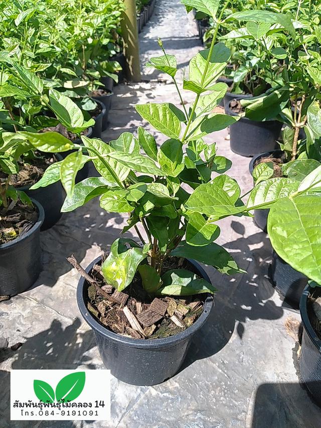 มะลิลา ต้นมะลิลา