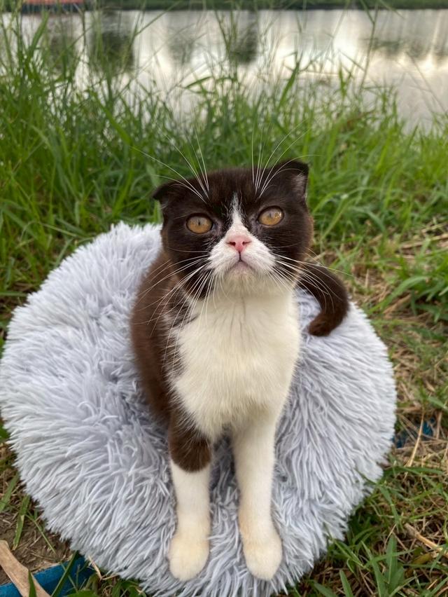 สาวน้อยช็อกโกแลต