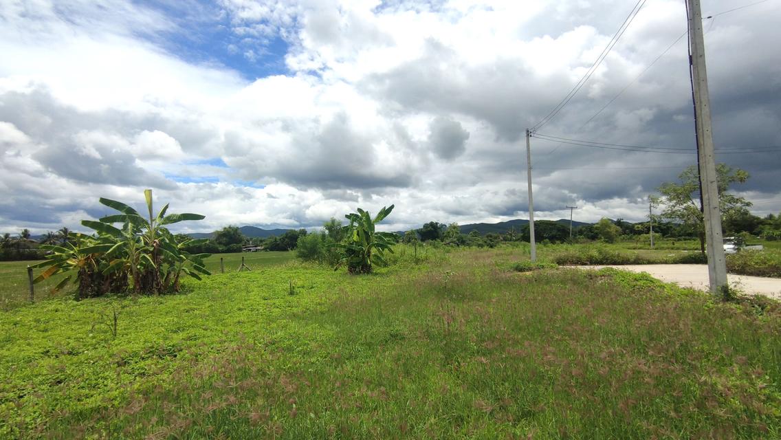 ที่ดินแบ่งขาย 50 และ 59 ตร.ว. เริ่มต้น 300,000 บาท น้ำไฟถนนคอนกรีตพร้อม 7