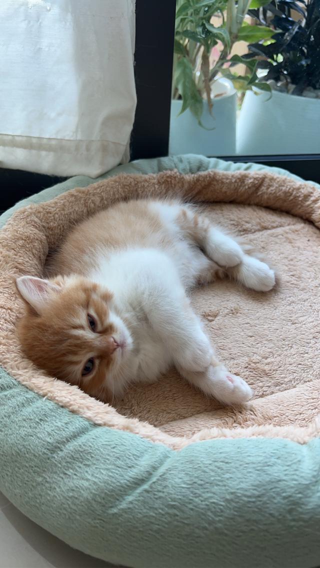 ด.ช ส้ม น้องเกิด 29/10/68 พร้อมย้ายบ้านค่ะ กินอาหารเม็ดได้แล้ว เข้ากับบ่าทรายเป็นแล้วค่ะ เลี้ยงระบบปิด