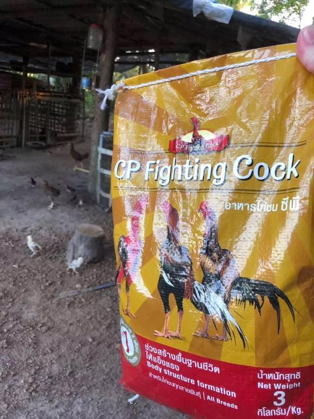 อาหารไก่ชนซีพี เสริมสร้างกล้ามเนื้อและกระดูก 2