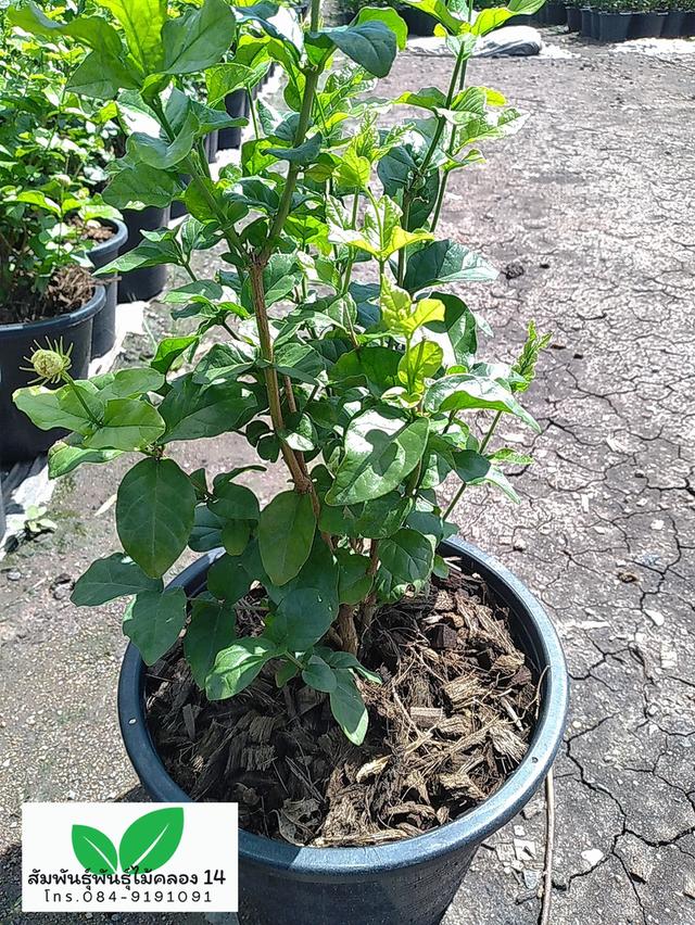 มะลิซ้อน ต้นมะลิซ้อน