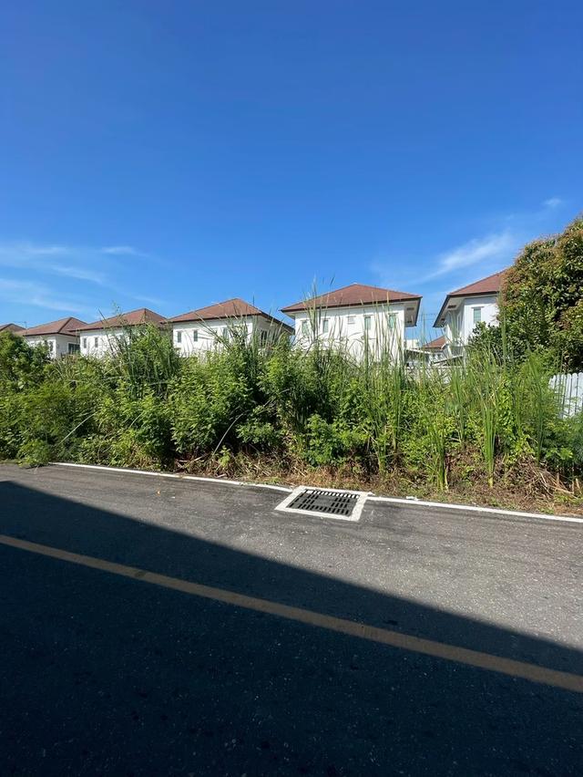 ขายที่ดินซอยอาจารย์ฉลวย 1