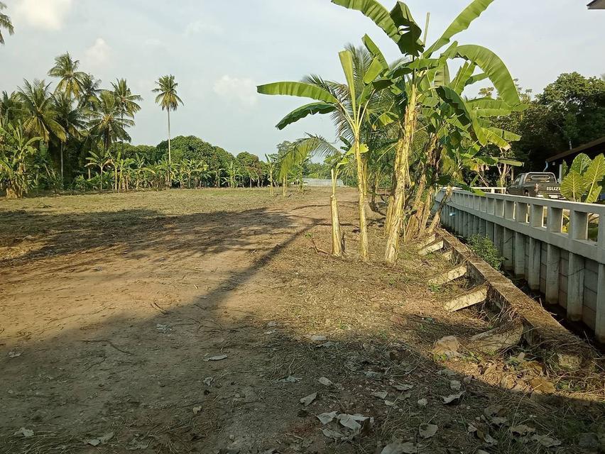 ที่ดินติดแม่น้ำแม่กลอง อำเภอบางคนที จังหวัดสมุทรสงคราม (แปลงสวยฮวงจุ้ยแอ่งท้องมังกร จากซินแสจีนประจำตระกูลเจ้าของที่ที่ทำธุรกิจระดับ TOP 10 ของประเทศ) 3