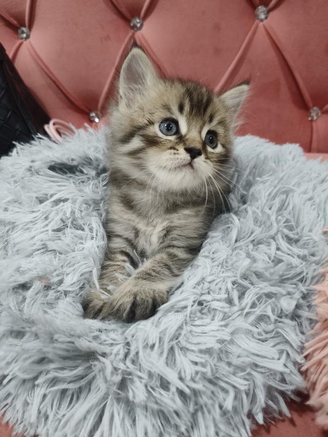 เด็กชาย หาบ้าน พร้อมย้าย 😻🫶🏡🏠💜 รูปที่ 3