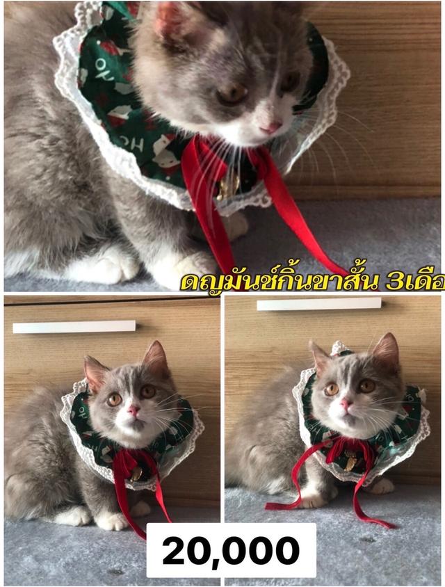 แมว รวมแร็กดอล บริติช ทันช์กิ้น สก๊อติช ลดประชากร พาราเบาทุกคน รูปที่ 8