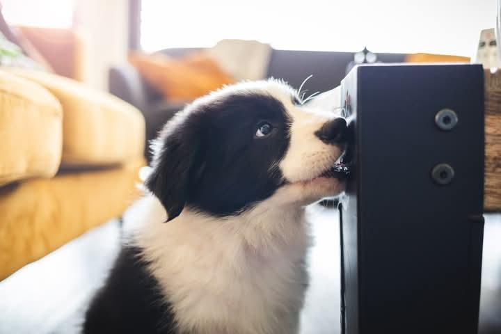 Border Collie สายพันธุ์ดี 2