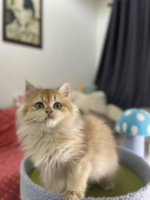 British Longhair WCF 14