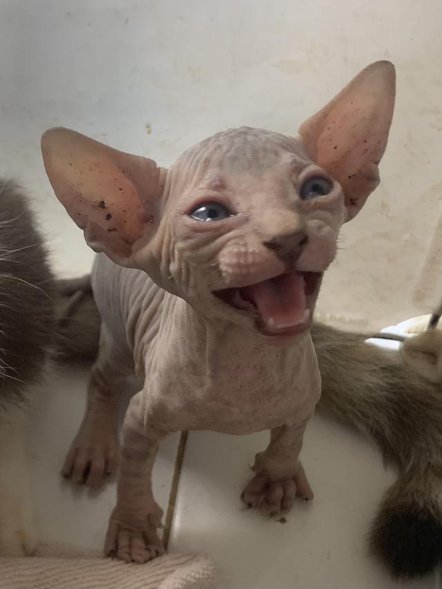 แมวสฟิงซ์ เพศ ชาย อายุ 1 เดือน 2