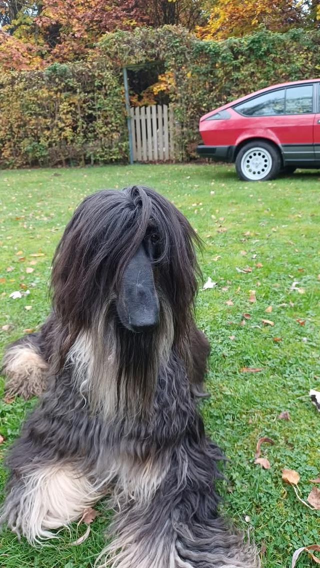 Afghan Hound ขนสีดำ