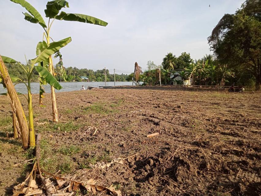 ที่ดินติดแม่น้ำแม่กลอง อำเภอบางคนที จังหวัดสมุทรสงคราม (แปลงสวยฮวงจุ้ยแอ่งท้องมังกร จากซินแสจีนประจำตระกูลเจ้าของที่ที่ทำธุรกิจระดับ TOP 10 ของประเทศ) 4