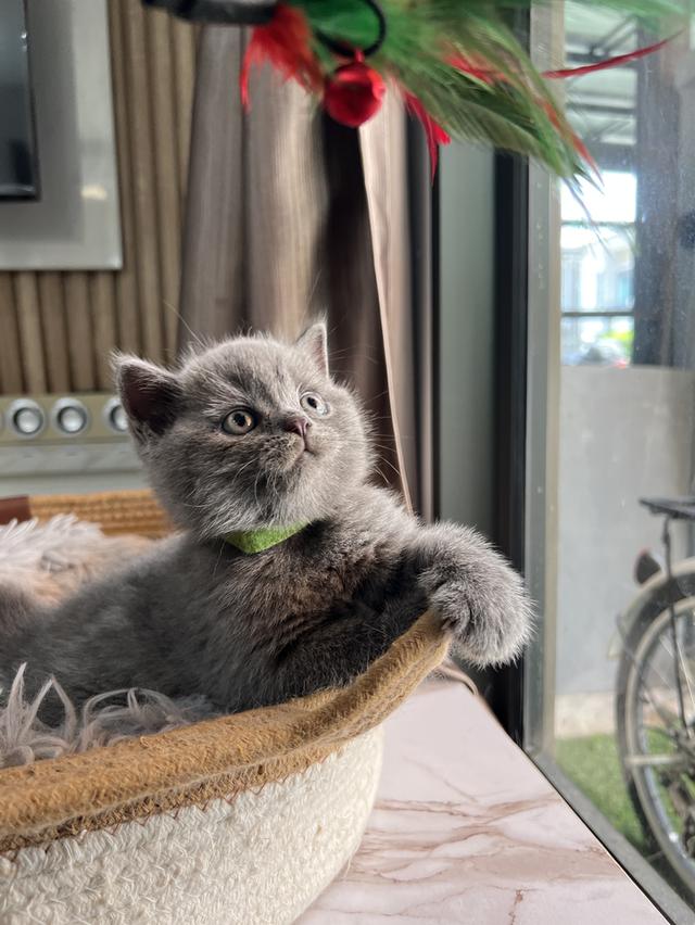 ลูกแมว บริติช ช็อตแฮร์ ใบเพ็ดนอกWCF(British Shorthair) 9