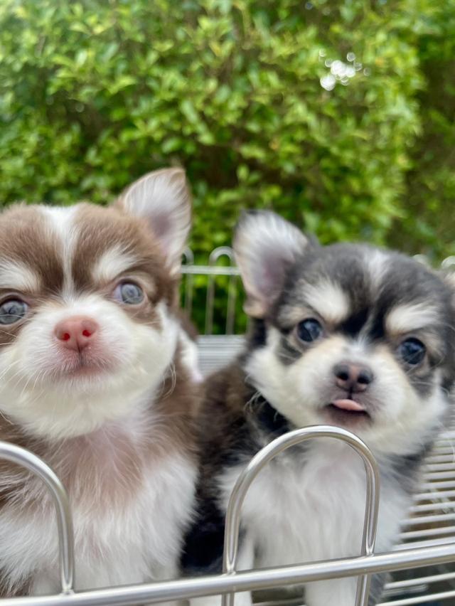 ลูกสุนัขชิวาว่า 2