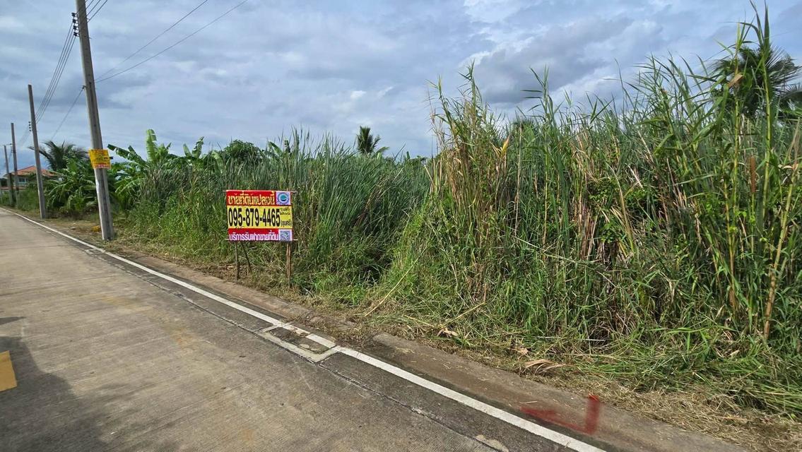 ขายด่วนที่ดิน 96 ตรว ติดถนนคอนกรีตสาธารณะ ซ.นายตึ๋ง บางกรวย นนทบุรี 2