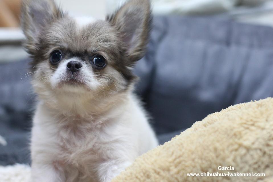 Chihuahua จำหน่ายลูกสุนัขชิวาวา