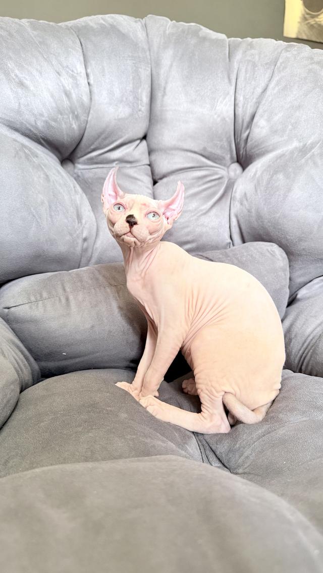 แมว สฟิงซ์ เพศเมีย Sphynx cat รูปที่ 10