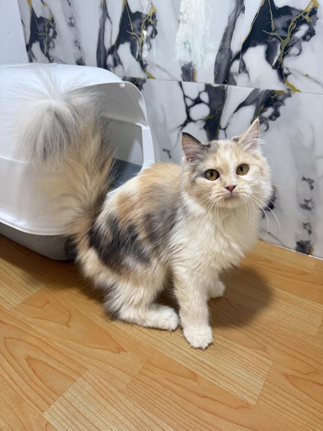 ลูกแมวพันธุ์เปอร์เซียแท้ รูปที่ 5