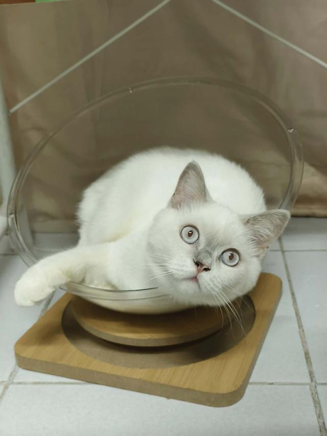 แมว British shorthair 3