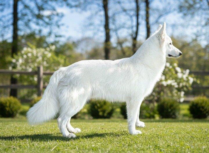 ลูกสุนัข White Swiss Shepherd มีใบเพ็ดดีกรี สายพันธุ์ขนาดใหญ่ ลักษณะคล้ายหมาป่า