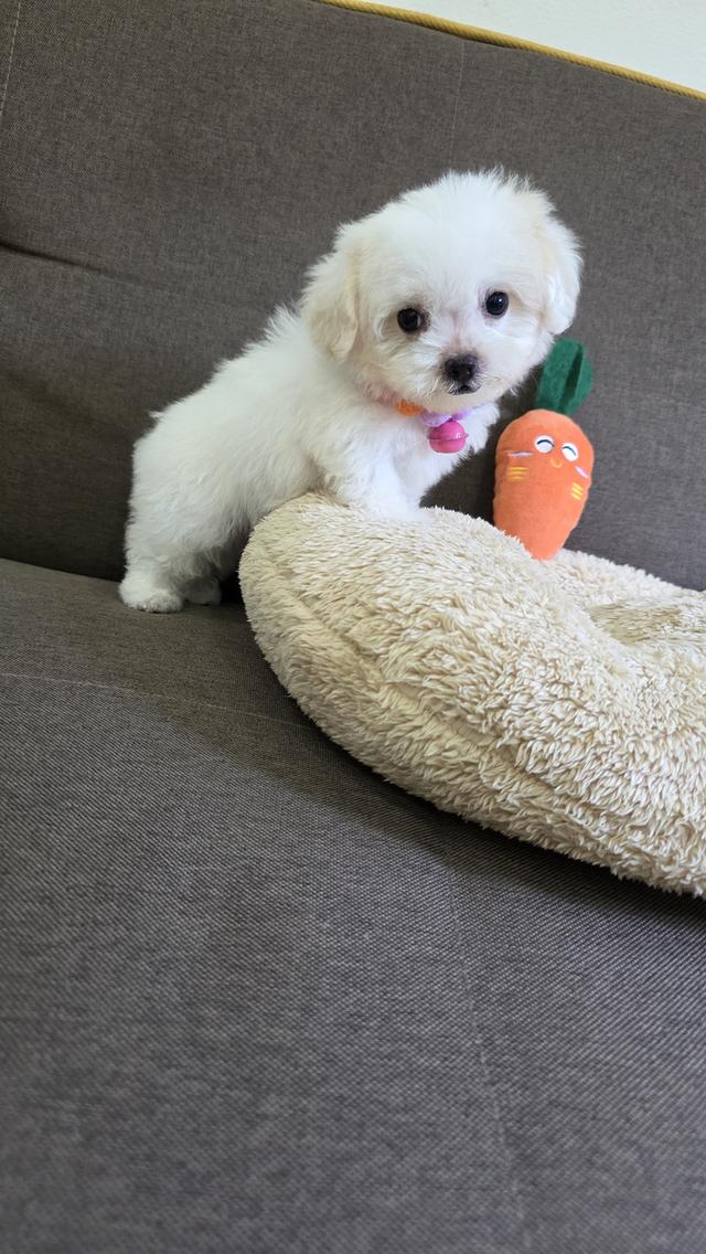 ลูกหมาพุดเดิ้ลผสมชิสุ