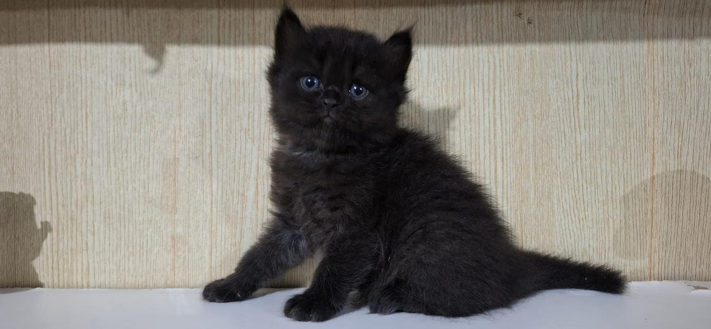 ลูกแมวสายพันธุ์บริติช