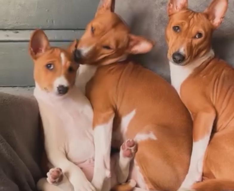 ขายสุนัข Basenji คอกนี้น่ารักทุกตัว 3