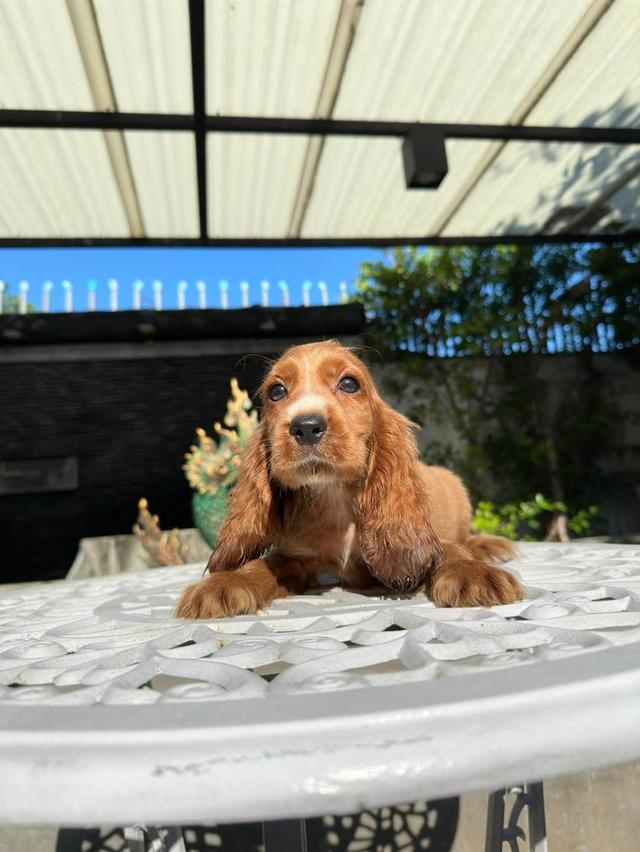 Cocker Spaniel Puppies WhatsApp me : +66 63 826 3042 รูปย่อยที่ 2