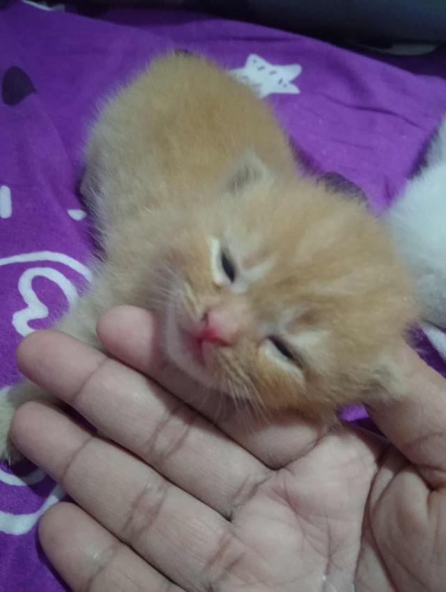 แมวเด็ก