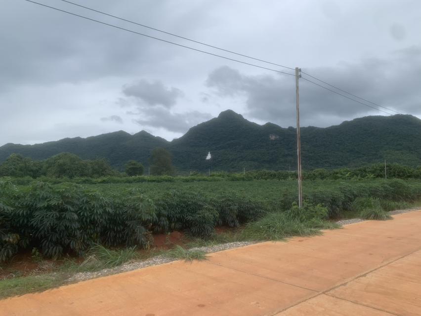 ขออนุญาติฝากขายที่ดินกลางดง ปากช่องแปลงงาม(โฉนด) เนื้อที่ 3 ไร่ ติดเขาใหญ่ ใกล้ถนนมิตรภาพ 6