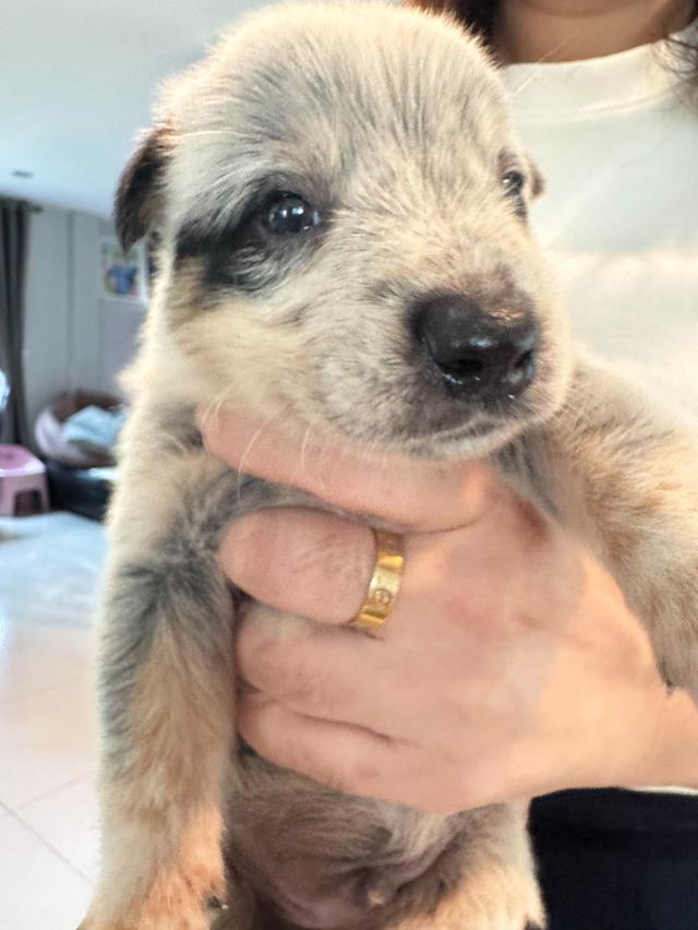 ลูกสุนัข Australian Cattle Dog