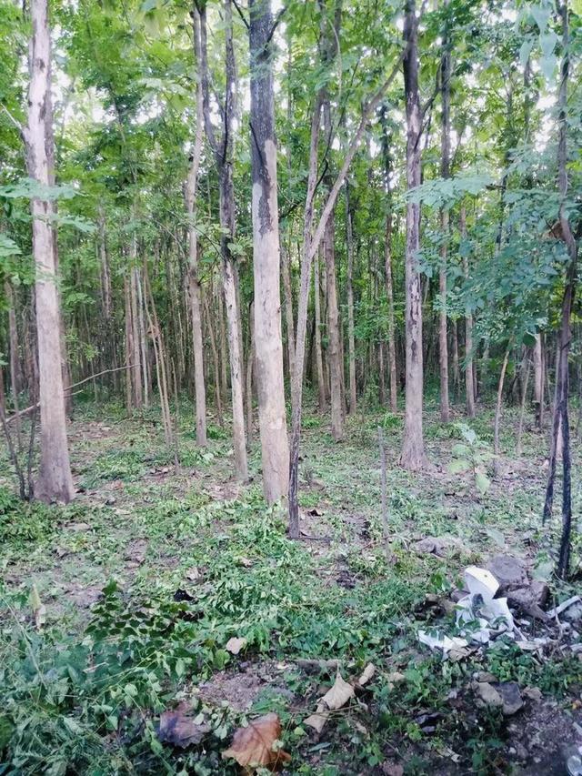 ขายด่วน ที่ดิน จ.ตาก มีต้นสัก 1000 กว่าต้น 11