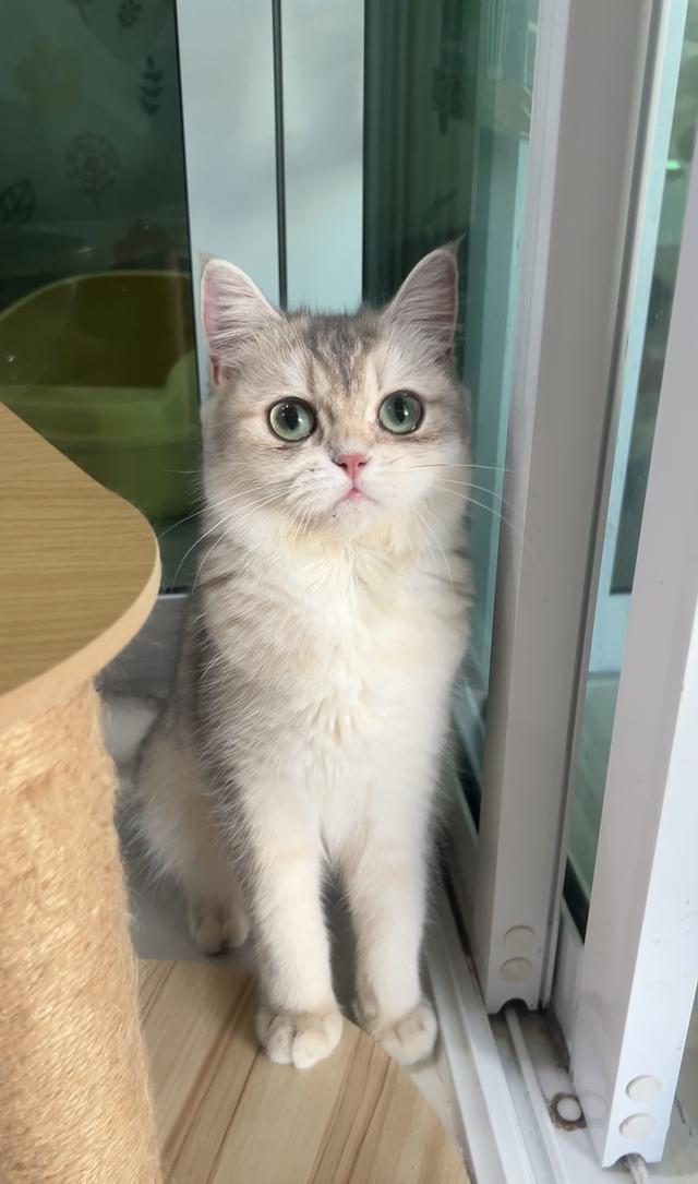 ดญ.บริติช(AY)พร้อมย้าย 2