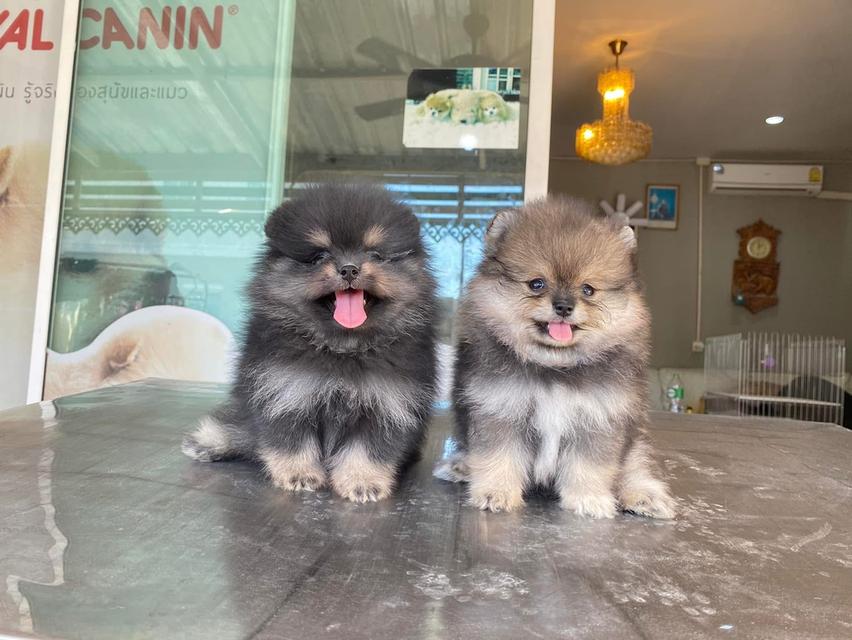 ลูกปอมแท้ มีบริการจัดส่งทั่วประเทศ รูปที่ 13