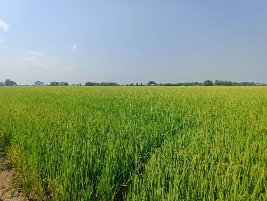 ขายที่นา20ไร่ ไร่ละ 90,000 2